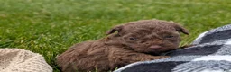 Havapoo dogs for sale: Hunter - Ad 3