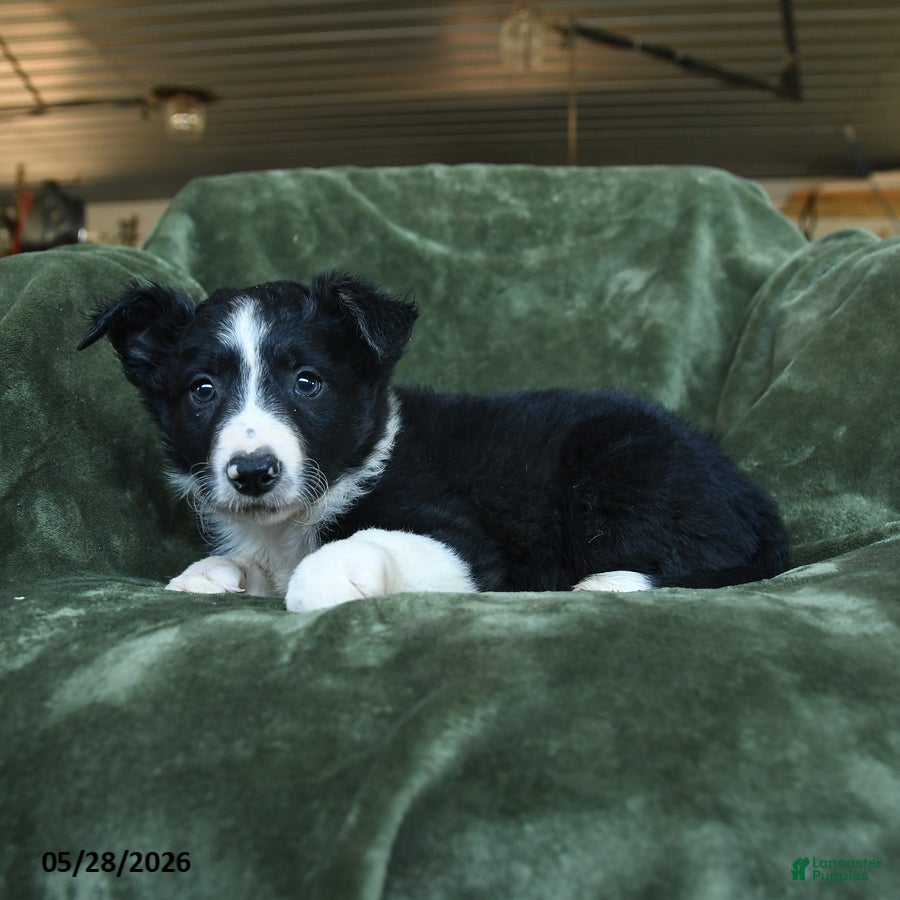 Border Collie dogs Alstair - Ad 1