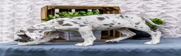 Great Dane dogs for sale: Kelsey - Ad 9