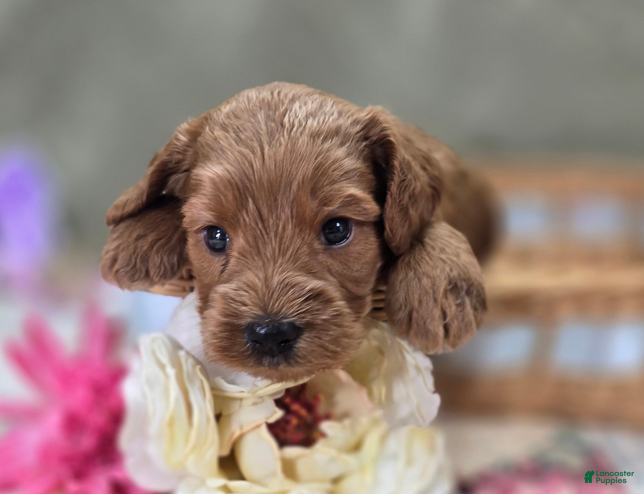 Cockapoo dogs Cerulean - Ad 20