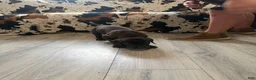 Great Dane dogs for sale: Brisket - Ad 5