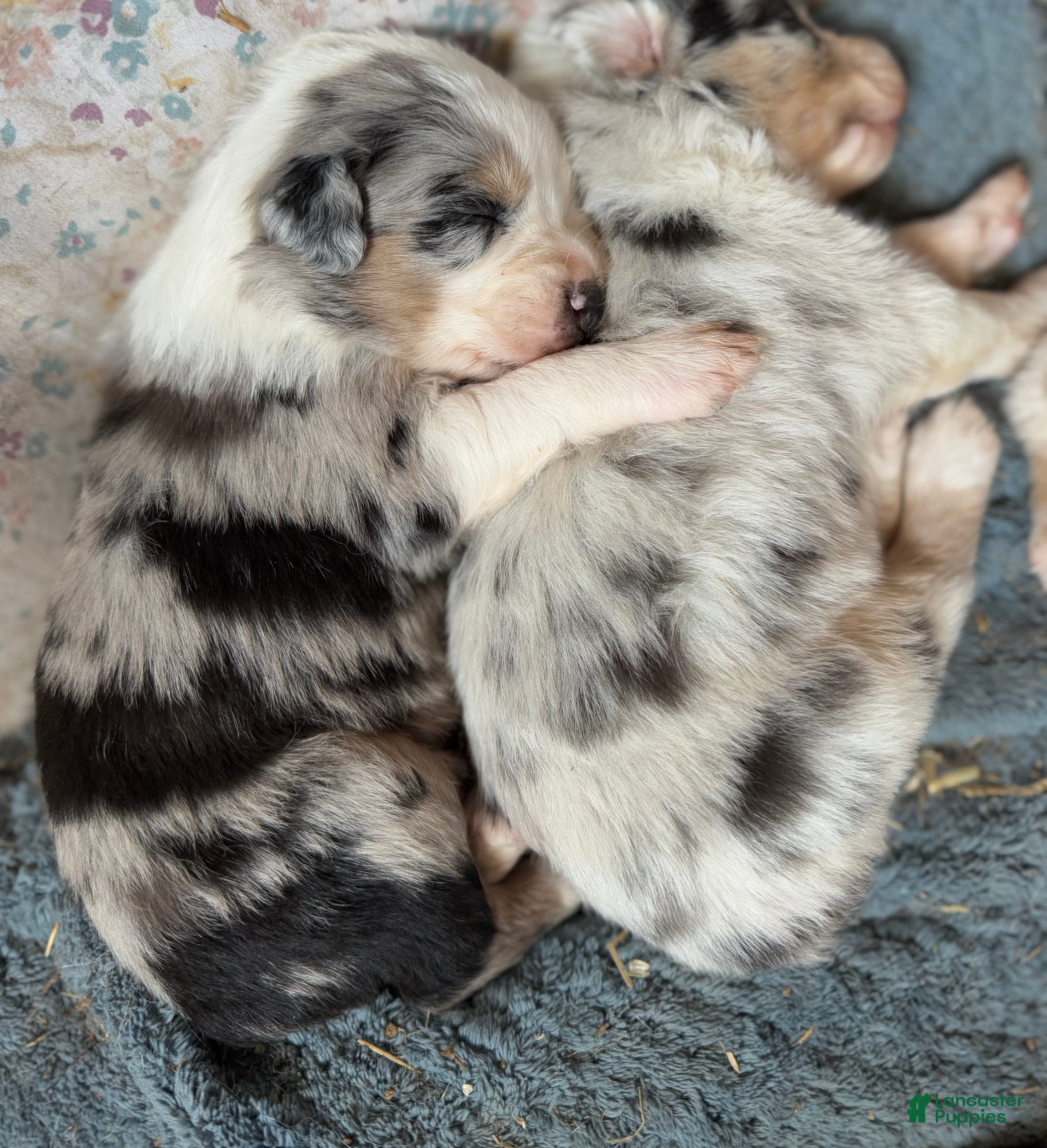 Australian Shepherd dogs Australian Shepherd Puppy 5 - Ad 1
