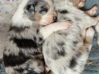 Australian Shepherd dogs for sale: Australian Shepherd Puppy 5 - Ad 3