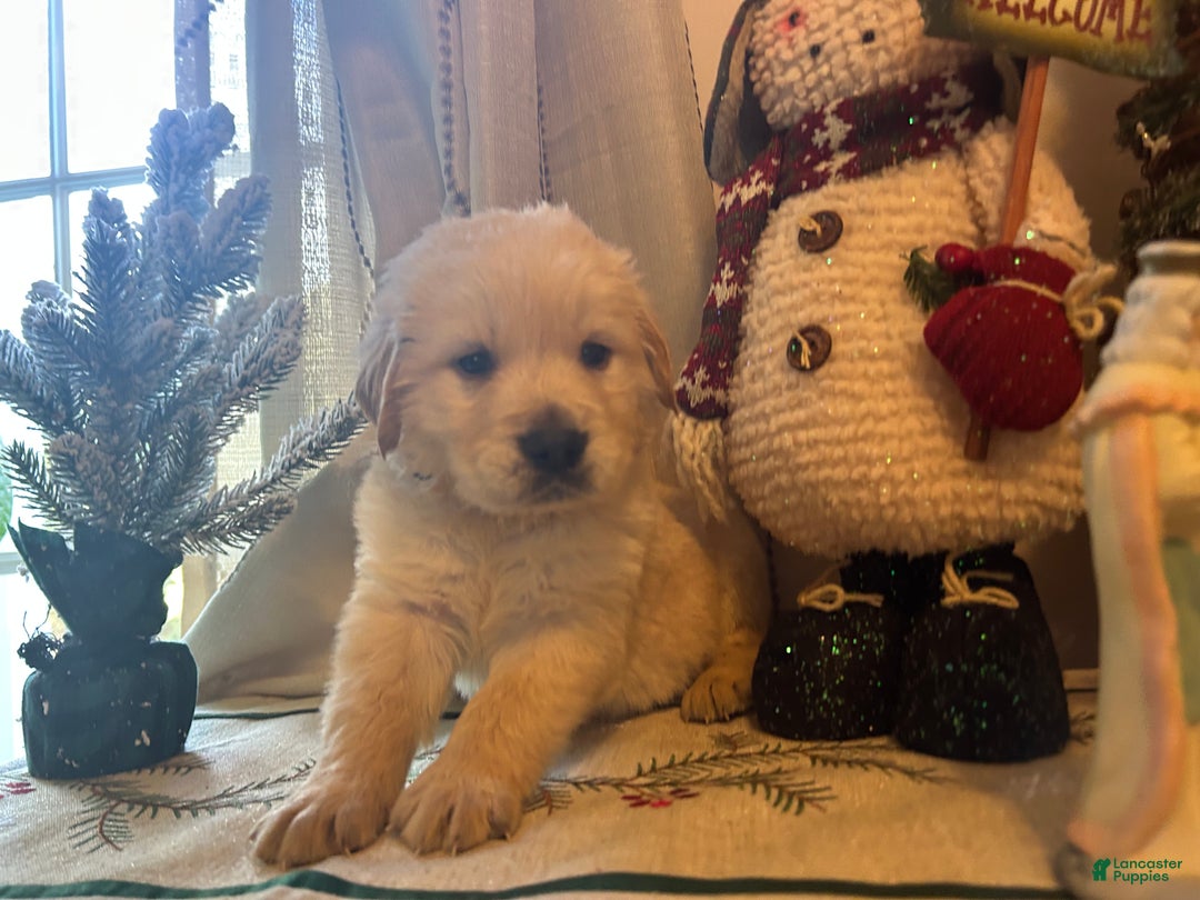 Golden Retriever dogs for sale: Blue  - Ad 3