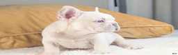 French Bulldog dogs for sale: ALEX - Ad 5