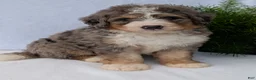 Mini Bernedoodle dogs for sale: Mini Baker  - Ad 10