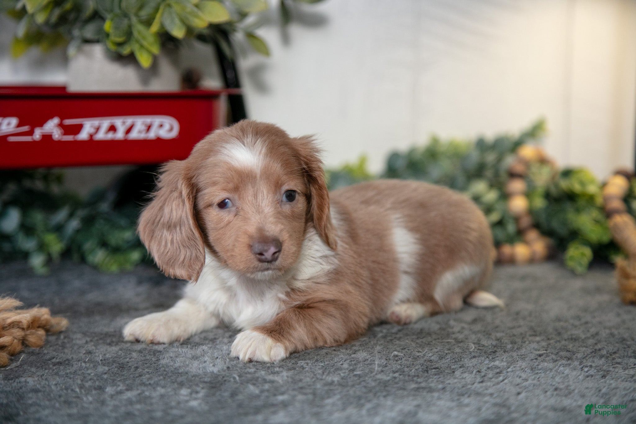 Miniature Dachshund dogs Ashley - Ad 22