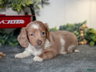 Miniature Dachshund dogs Ashley - Ad 11