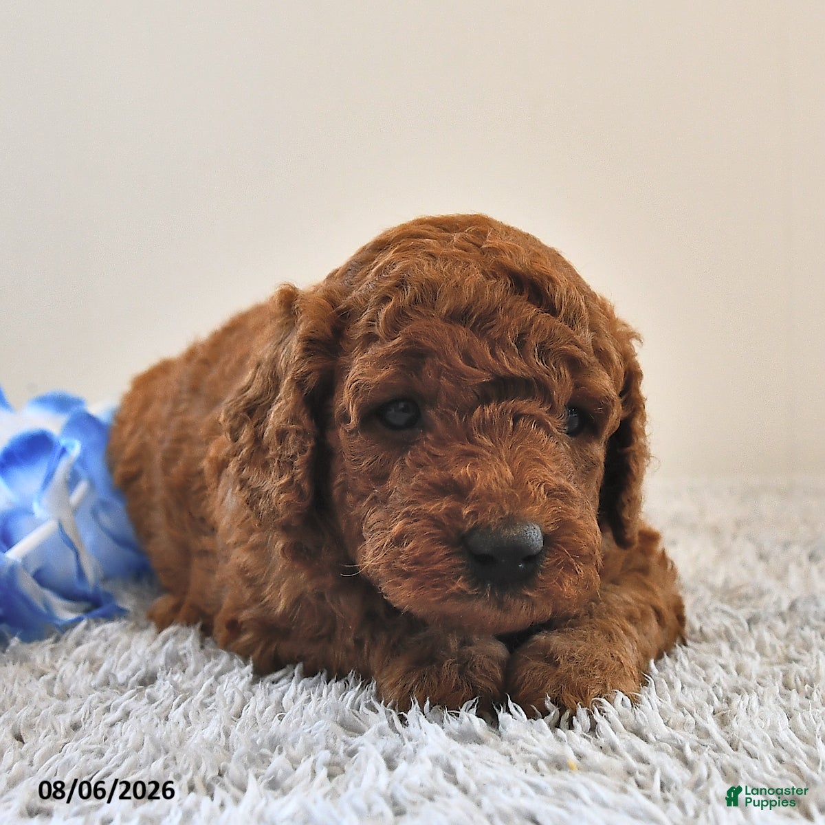 Mini Goldendoodle dogs Teddy - Ad 1