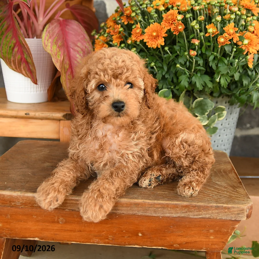 Miniature Poodle dogs for sale: Carla - Ad 2