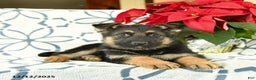 German Shepherd dogs for sale: Kringle - Ad 2