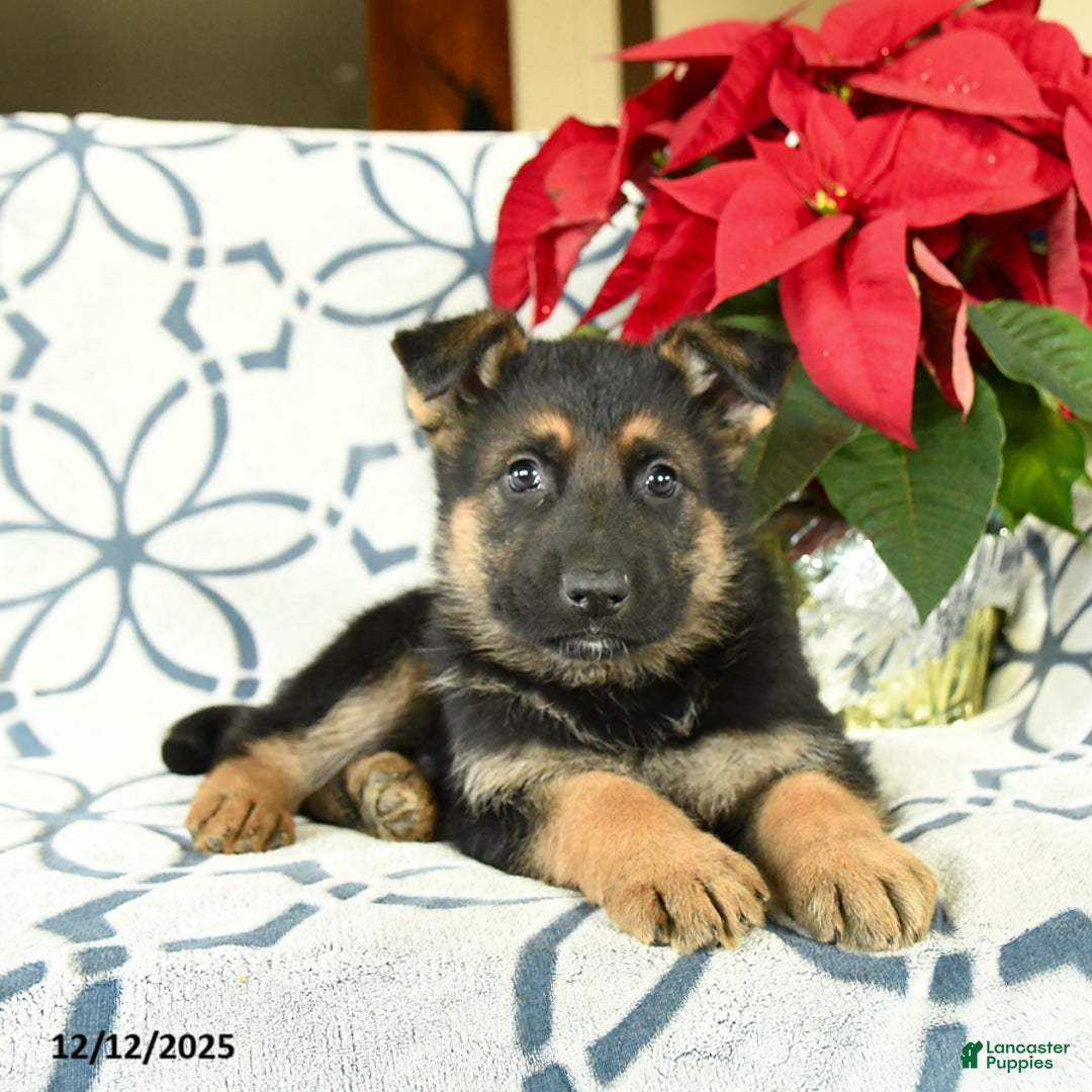 German Shepherd dogs for sale: Kringle - Ad 2
