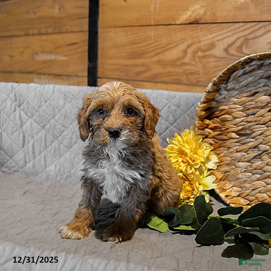 Mini Goldendoodle dogs for sale: Snowflake - Ad 4