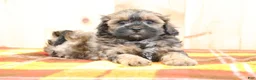 Shihpoo dogs for sale: Samuel - Ad 1