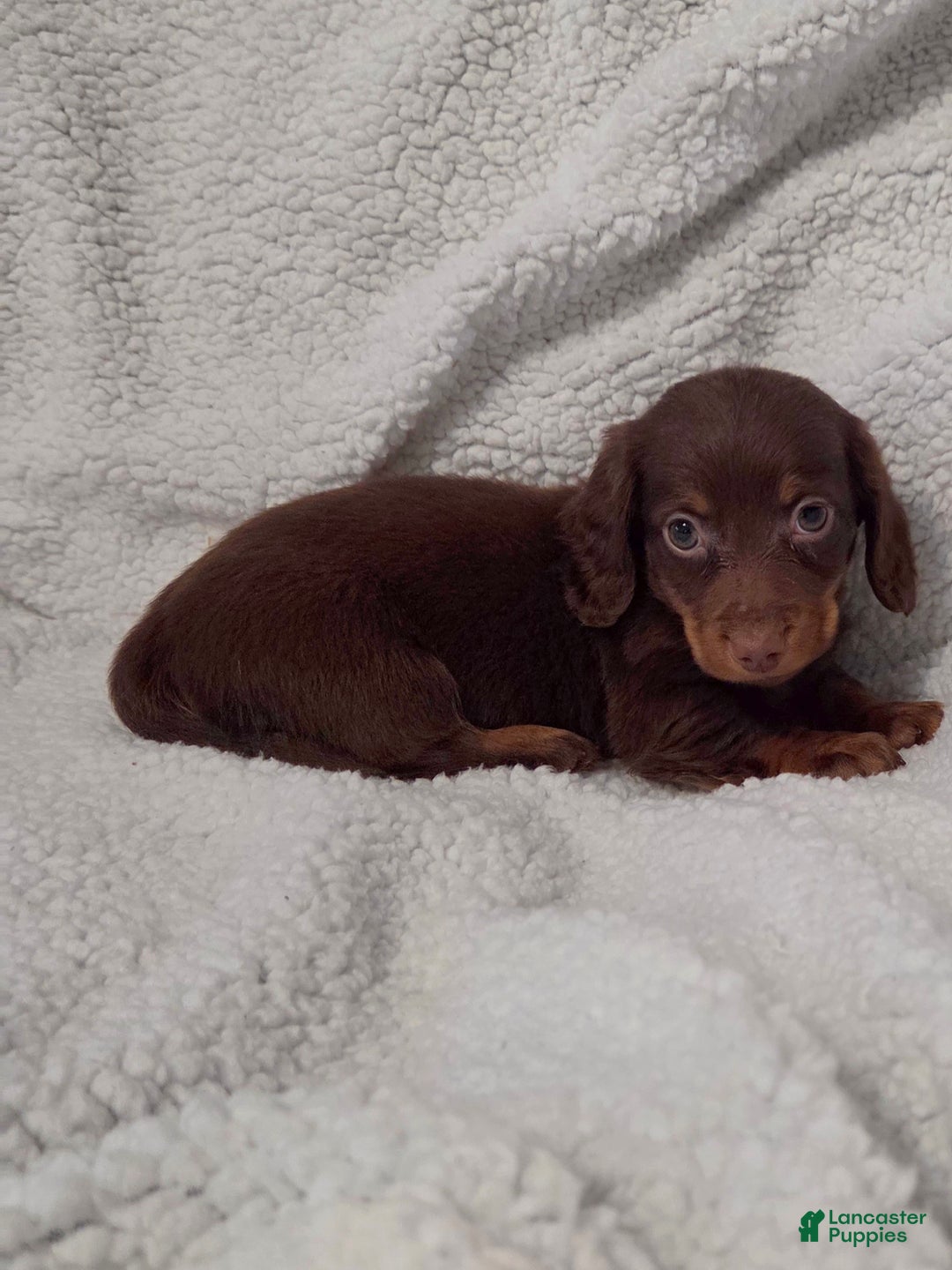 Miniature Dachshund dogs for sale: Miniature Dachshund Puppy 1 - Ad 3