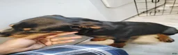 Rottweiler dogs for sale: Melina  - Ad 2