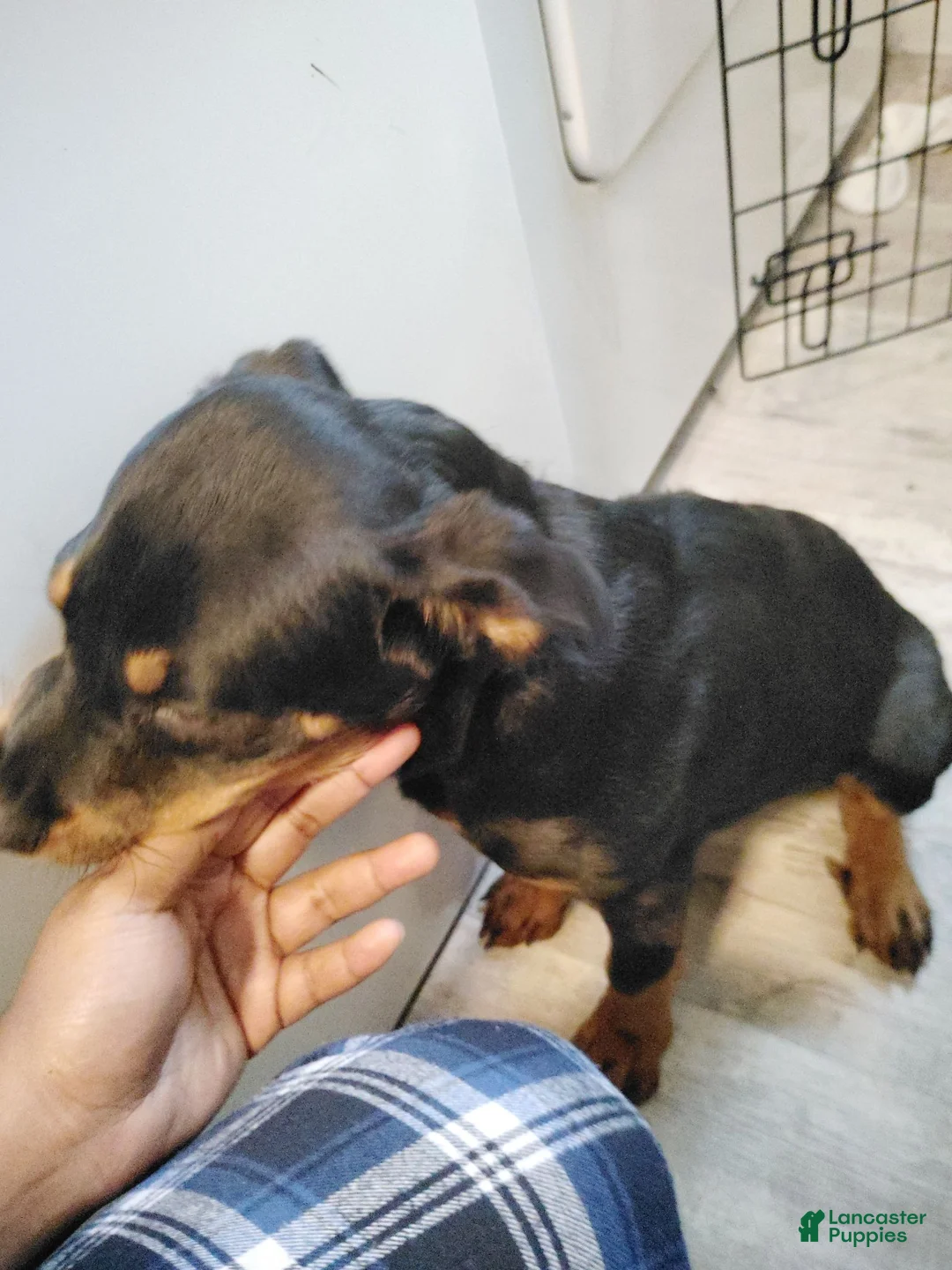 Rottweiler dogs for sale: Melina  - Ad 2