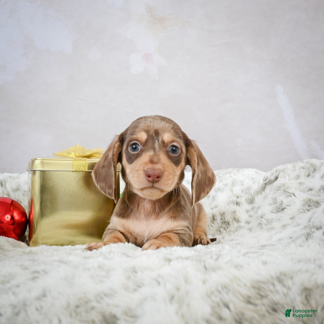 Miniature Dachshund dogs for sale: Eloise - Ad 6