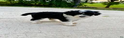 Portuguese Water Dog dogs for sale: Belle - Ad 6