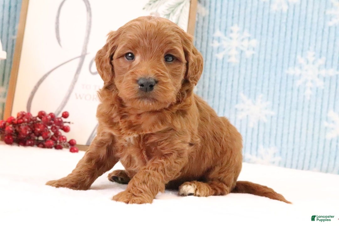 Mini Goldendoodle dogs for sale: Trevor - Ad 3