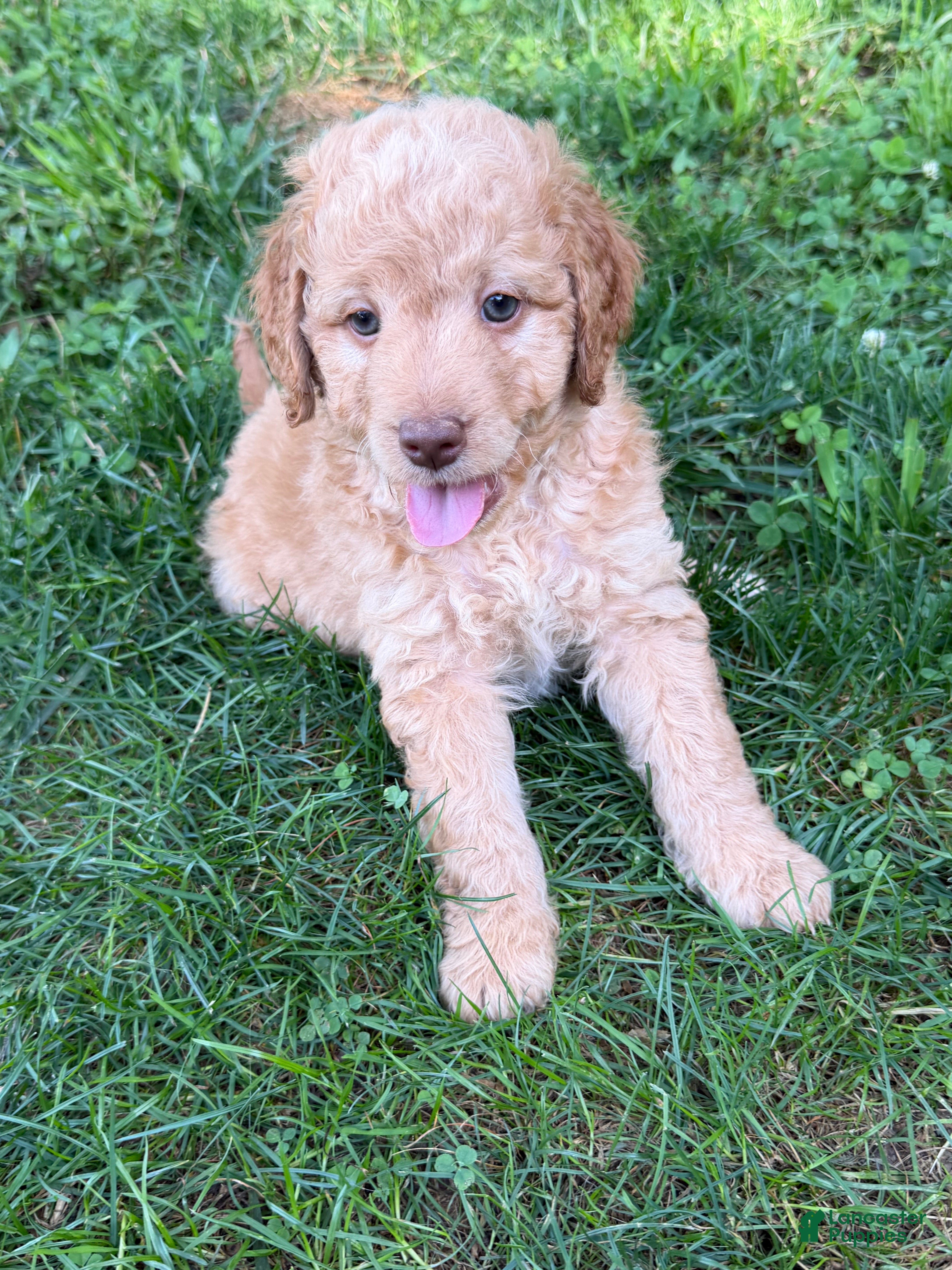 Aussiedoodle dogs Colby - Ad 2
