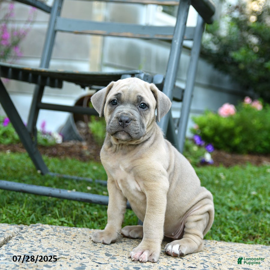 Cane Corso Blue Fawn Dog Blue Eyes Cane Corso Puppies For Sale