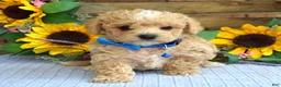 Maltipoo dogs for sale: Tristan  - Ad 5