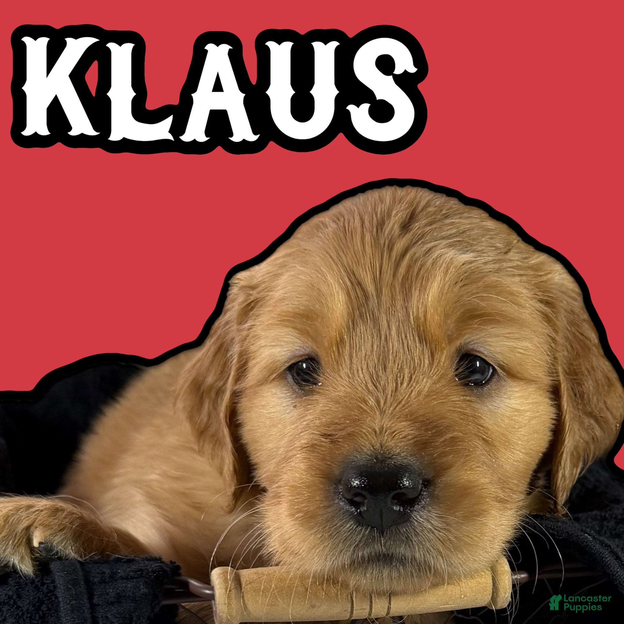Goldendoodle dogs Klaus - Ad 37