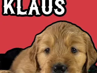 Goldendoodle dogs Klaus - Ad 37