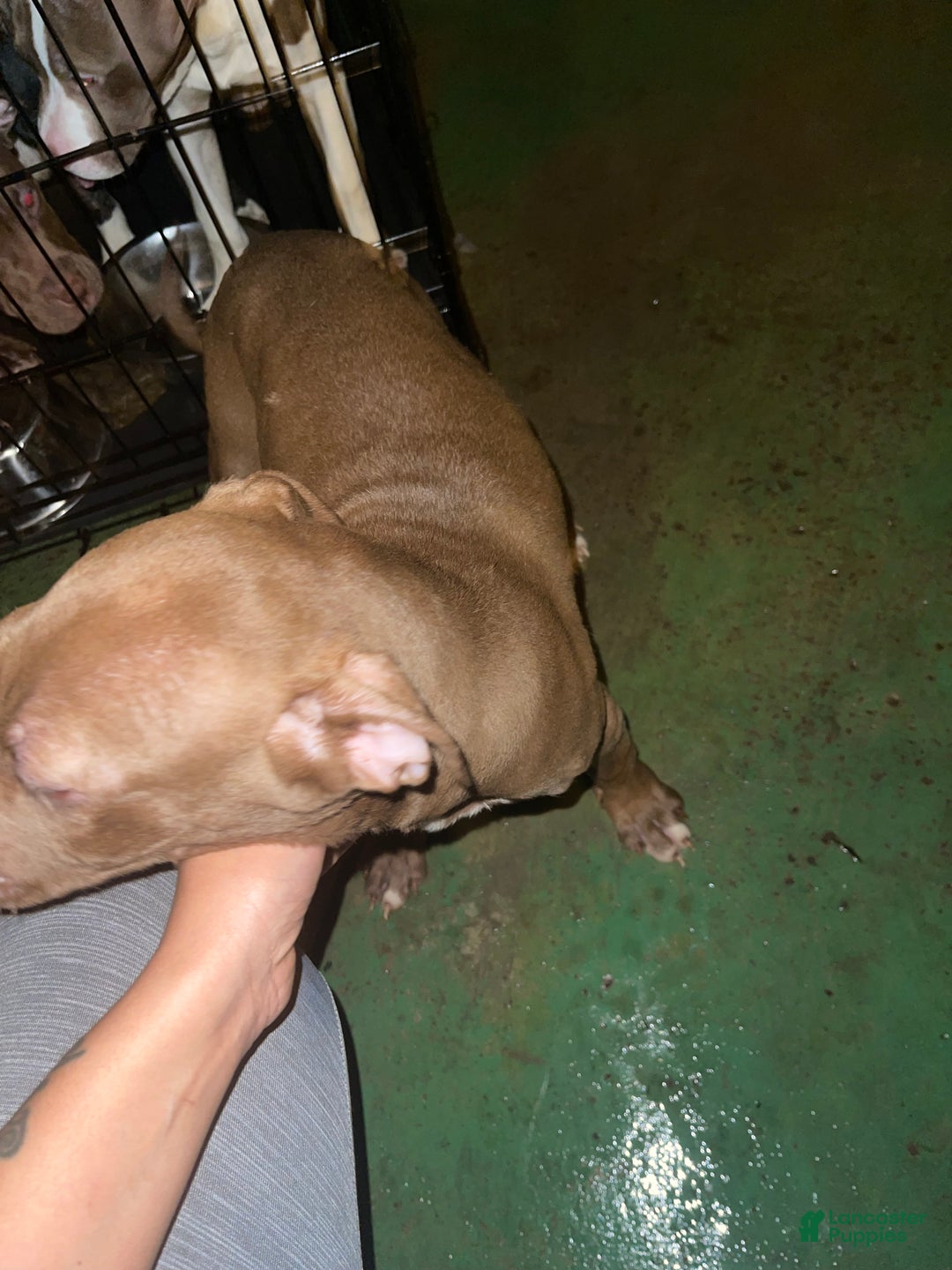 Staffordshire Bull Terrier dogs for sale: Staffordshire Bull Terrier Puppy 1 - Ad 4