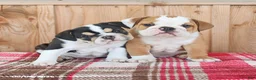 English Bulldog dogs for sale: Ruby - Ad 2