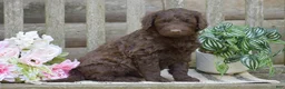 Portuguese Water Dog dogs for sale: Magnolia - Ad 10