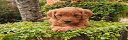 Goldendoodle dogs for sale: Cinnamon - Ad 10
