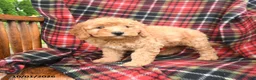 Mini Goldendoodle dogs for sale: Stella - Ad 3