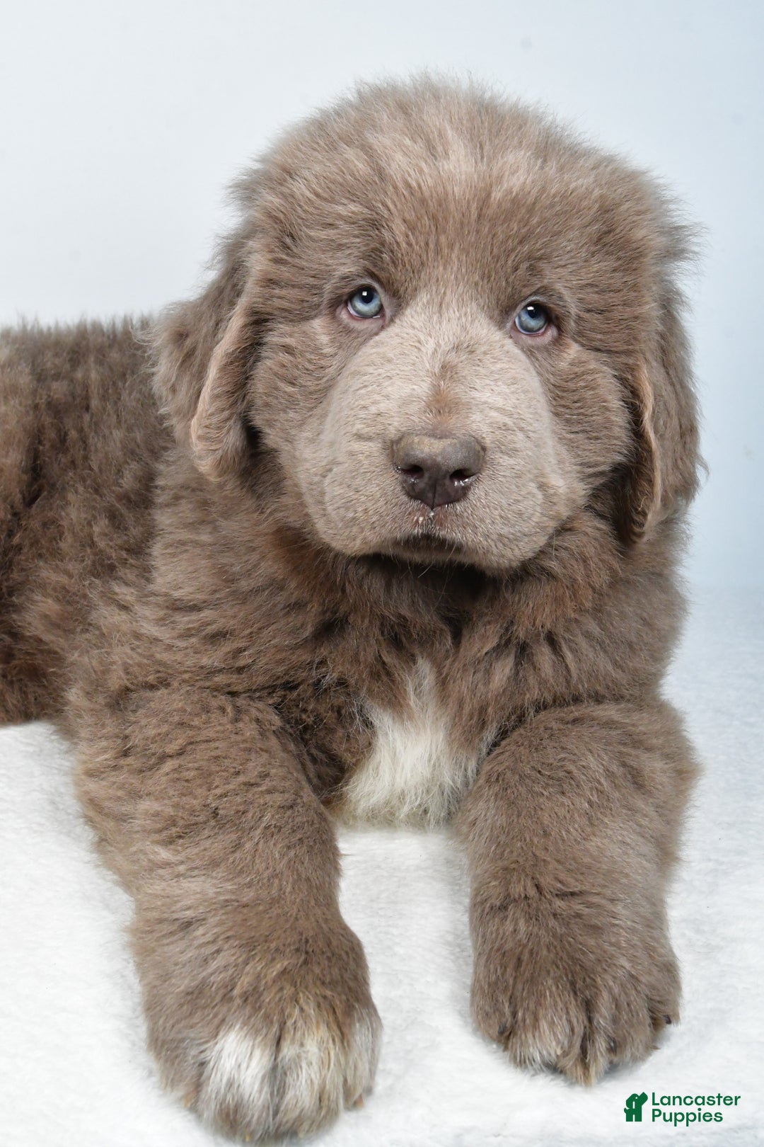 Newfoundland dogs for sale: Bingo - Ad 6