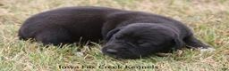 Great Dane dogs for sale: Shadow - Ad 3
