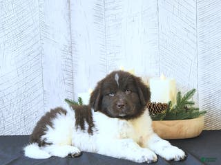 Newfoundland dogs Gunner - Ad 18