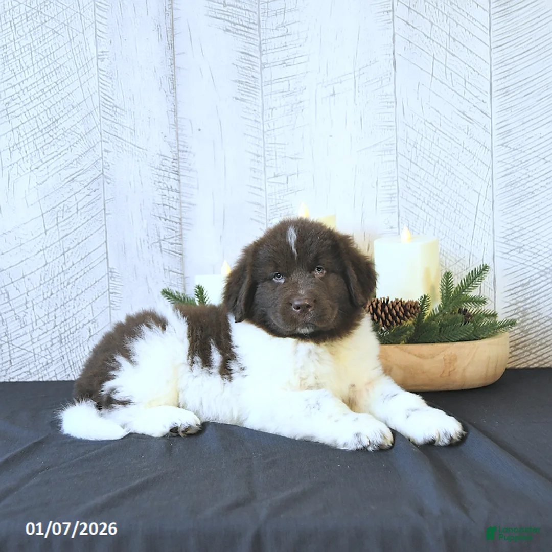 Newfoundland dogs for sale: Gunner  - Ad 6