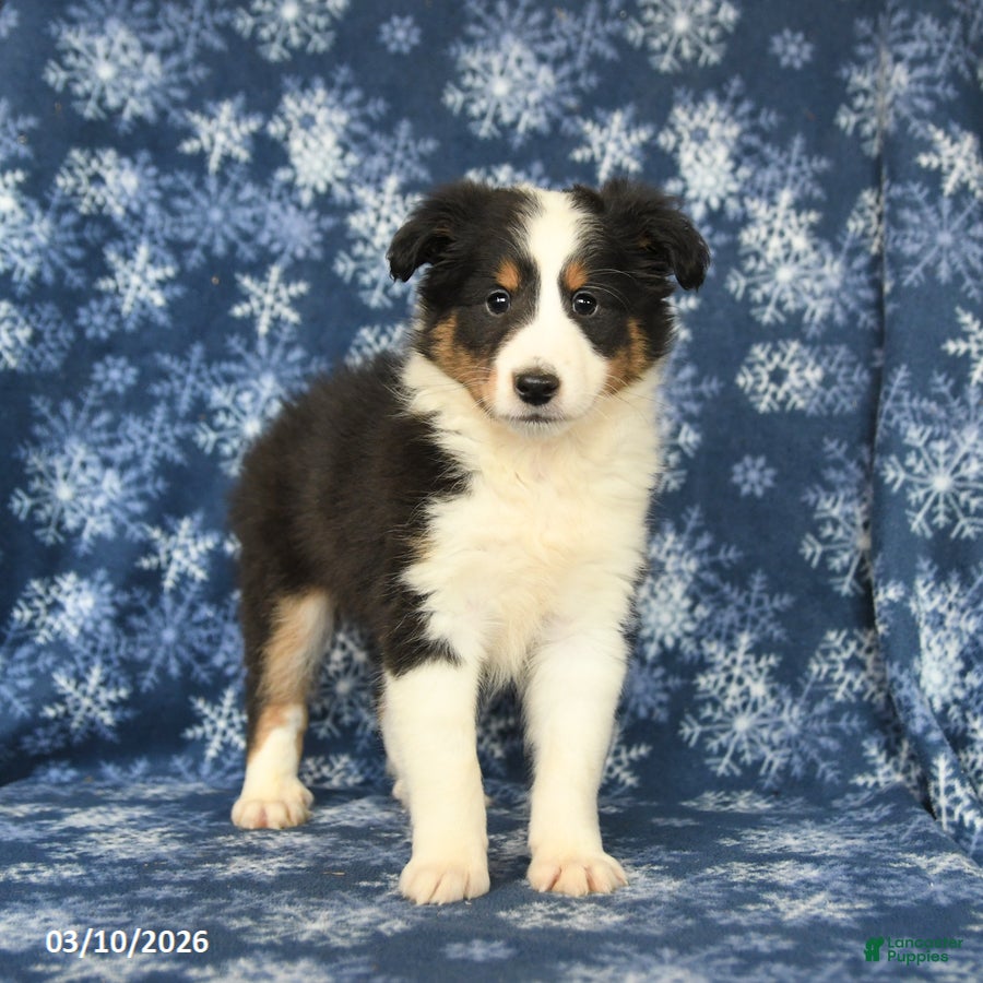Shetland Sheepdog dogs Peanut  - Ad 2