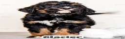 Bernedoodle dogs for sale: Glacier - Ad 7