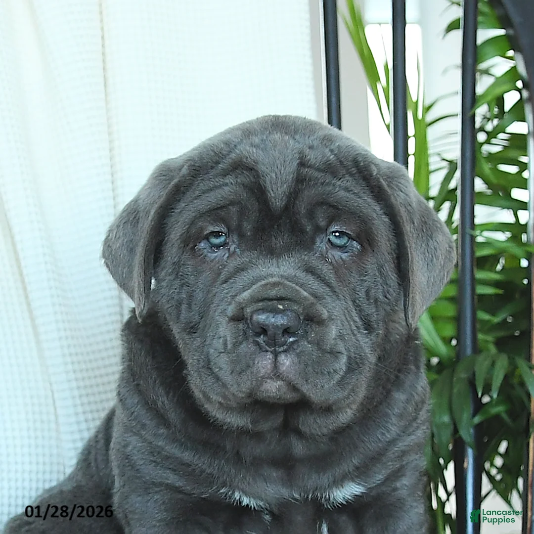 Cane Corso dogs for sale: Atlas - Ad 4