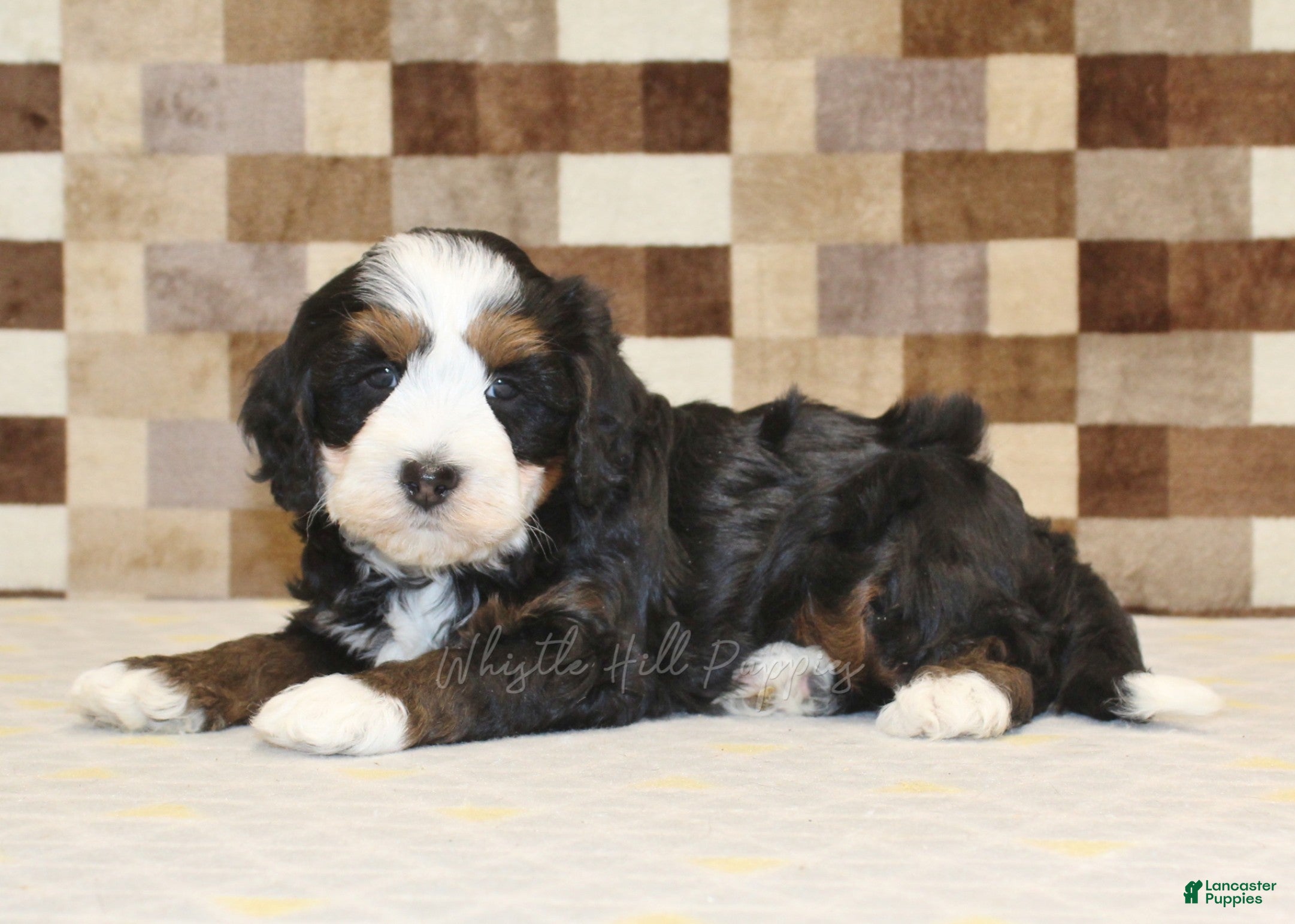 Mini Bernedoodle dogs Rudy - Ad 2