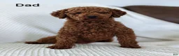 Cavapoo dogs for sale: Myles - Ad 20