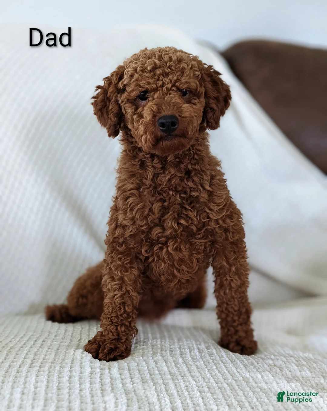 Cavapoo dogs for sale: Myles - Ad 20