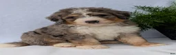 Mini Bernedoodle dogs for sale: Mini Baker  - Ad 6