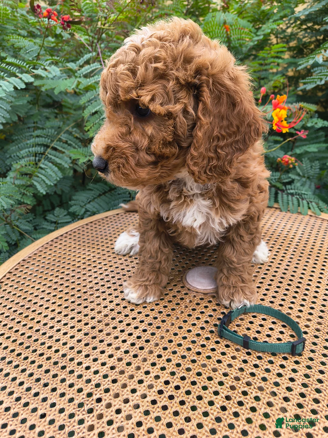 Mini Goldendoodle dogs for sale: Green collar - Ad 2