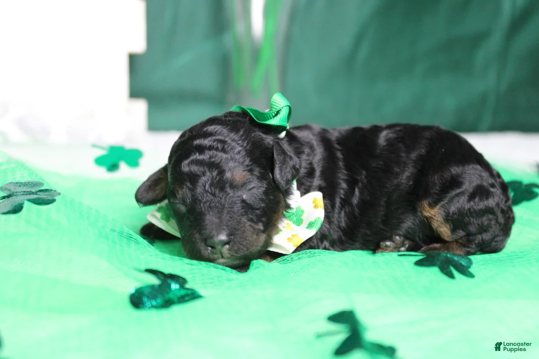 Toy Poodle dogs for sale: Charlie - Ad 6