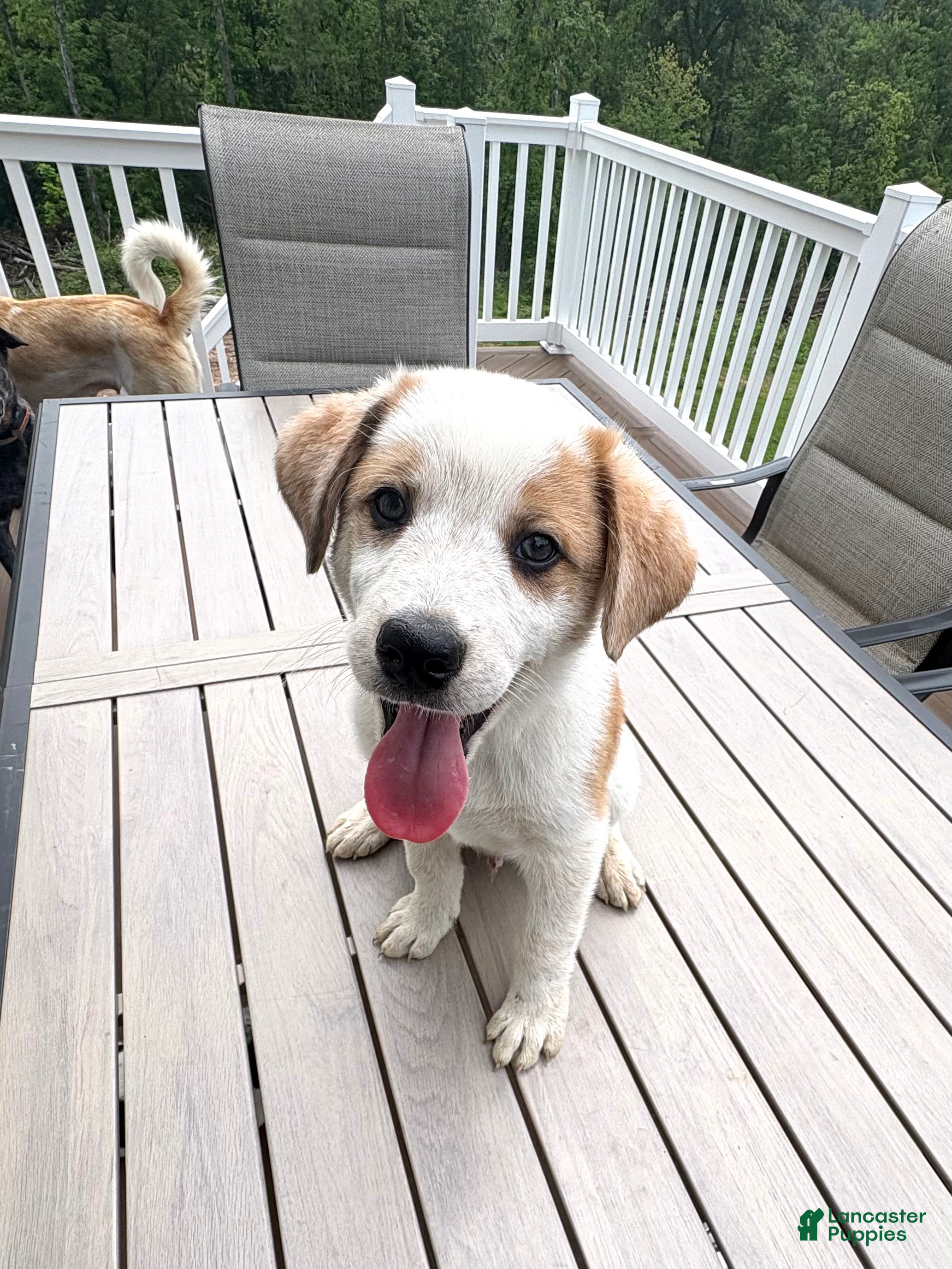 Mixed Breed dogs Harley - Ad 1