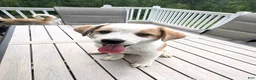 Mixed Breed dogs for sale: Harley - Ad 4