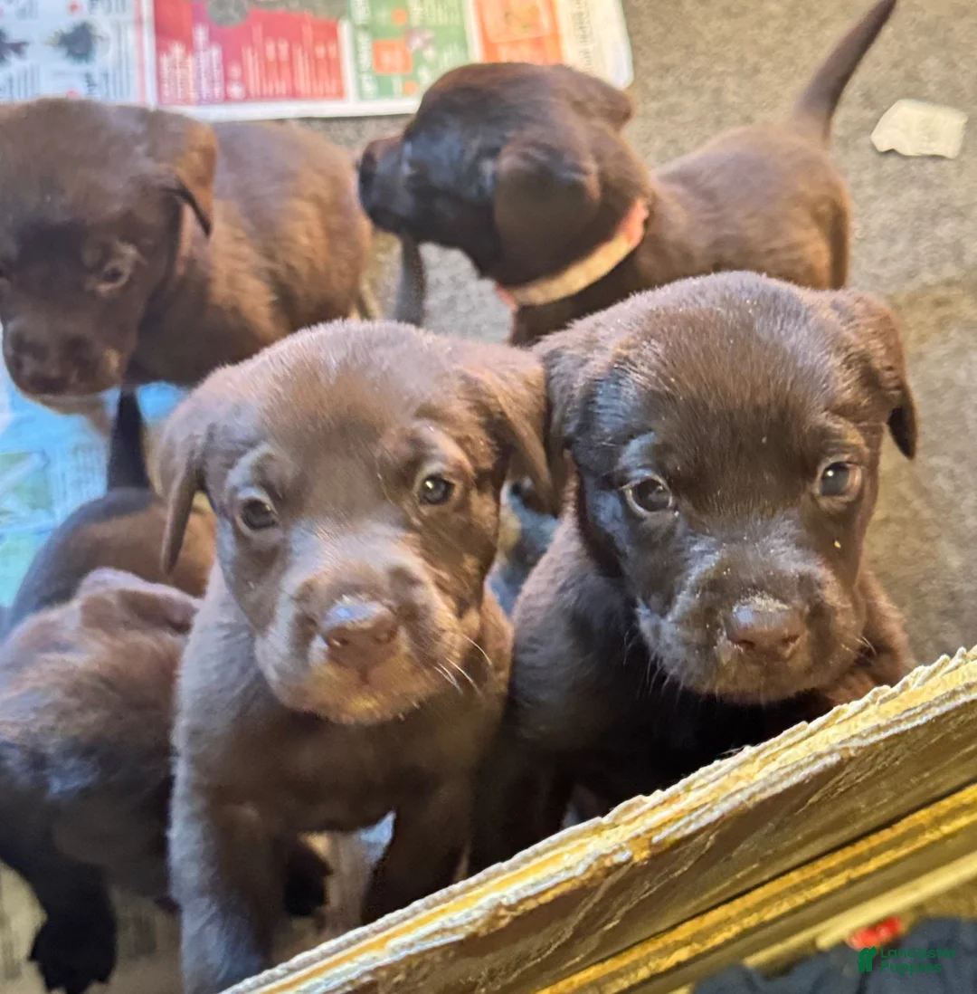 Labrador Retriever dogs for sale: Labrador Retriever Puppy 7 - Ad 1